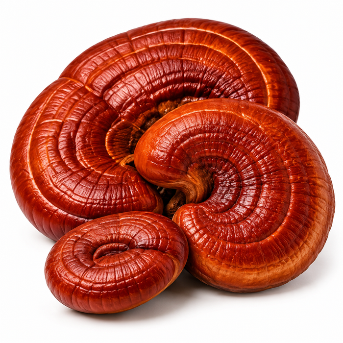 REISHI