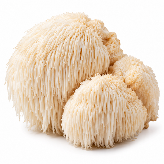 LION'S MANE