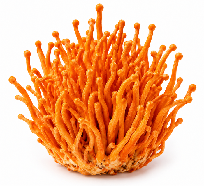 CORDYCEPS