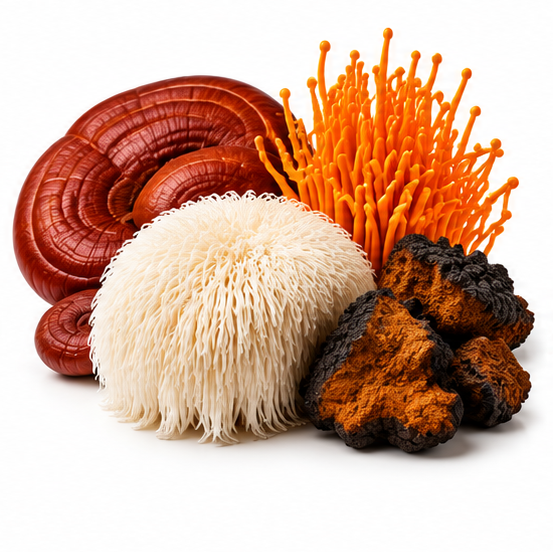 FOUR FULL-SPECTRUM MUSHROOMS